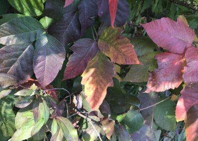 red leaves of poison ivy