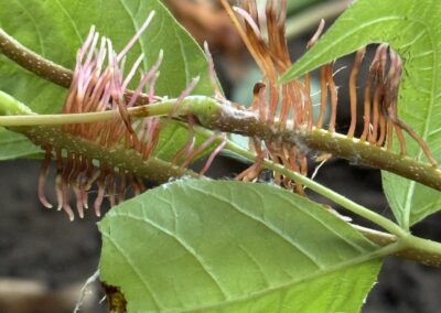 Poison Ivy Aerial Roots