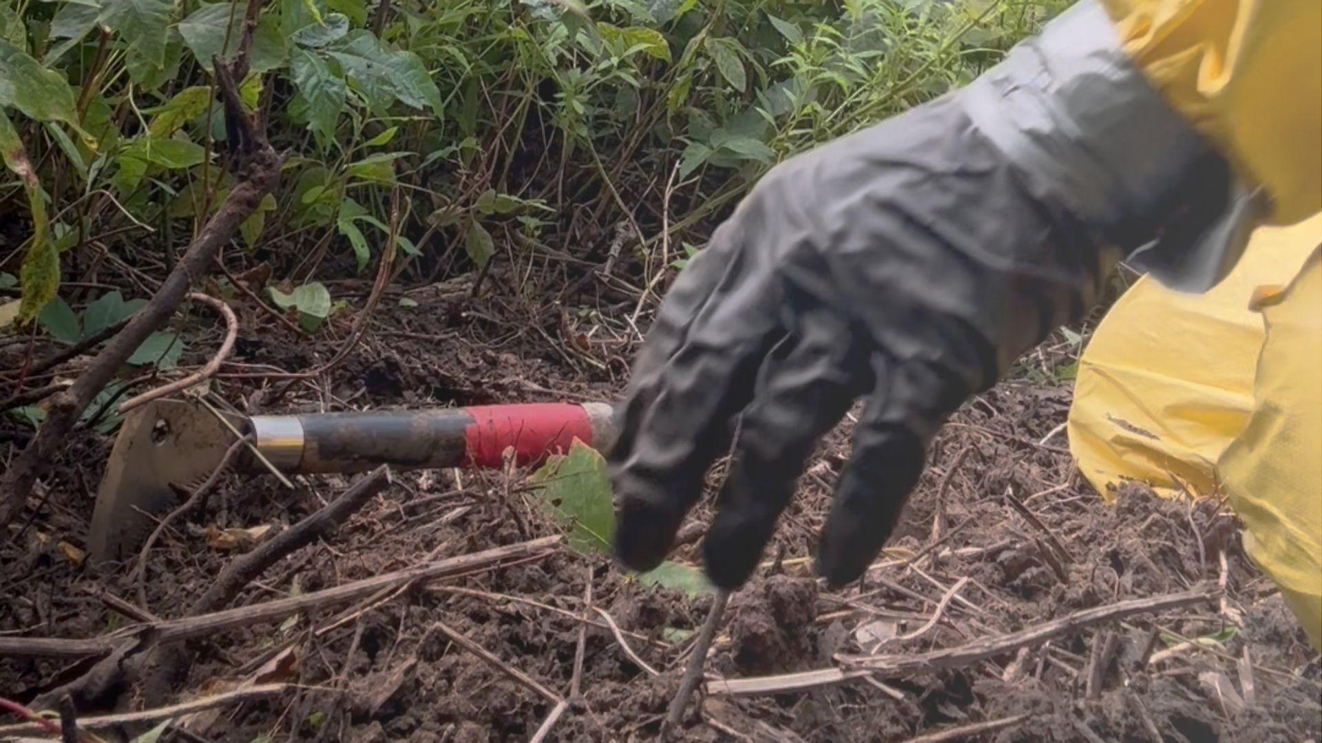 Removing Poison Ivy Vine