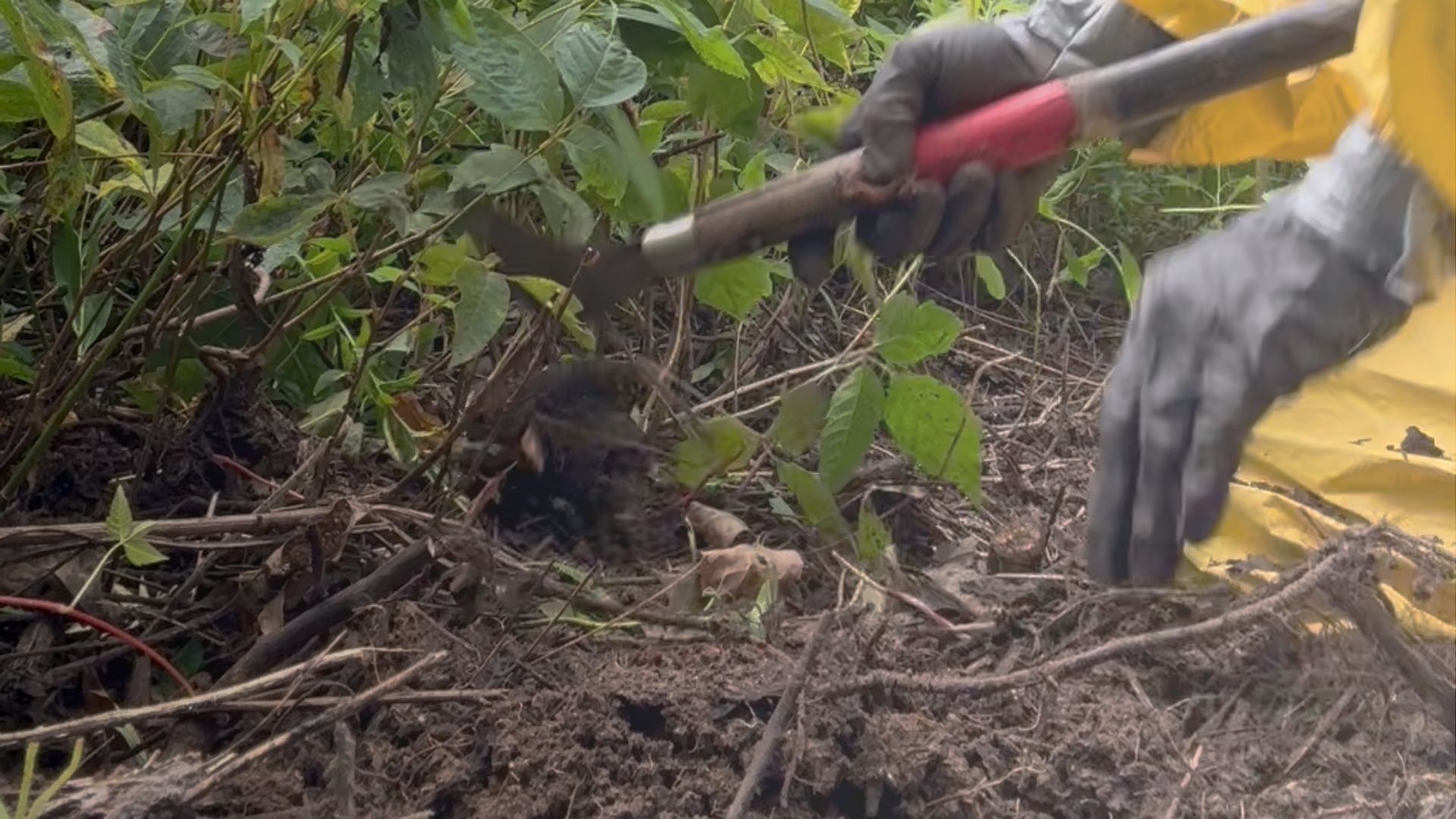 Removing Poison Ivy Vine