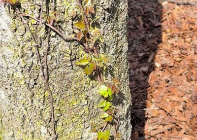 Poison Ivy April 26, 2026