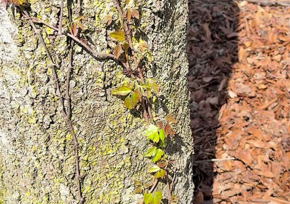 Poison Ivy Spring 2026