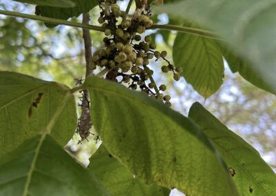Poison Ivy Berries